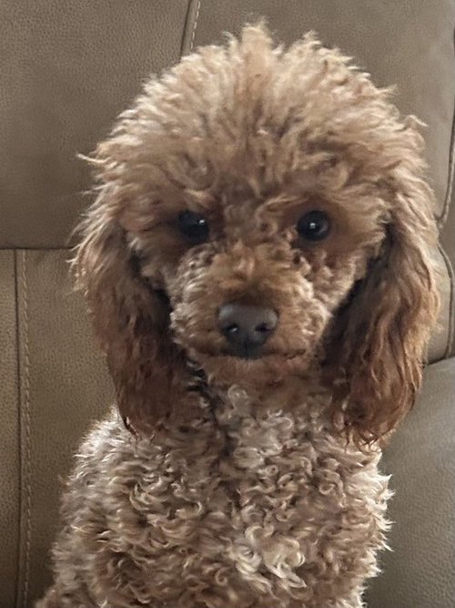 APRICOT SEP 25 - IN FOSTER IN ROCKY MOUNT, NC - Poodle (Miniature) available for adoption