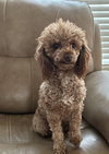 Apricot Sep 25 - In Foster In Rocky Mount, NC - Photo 2