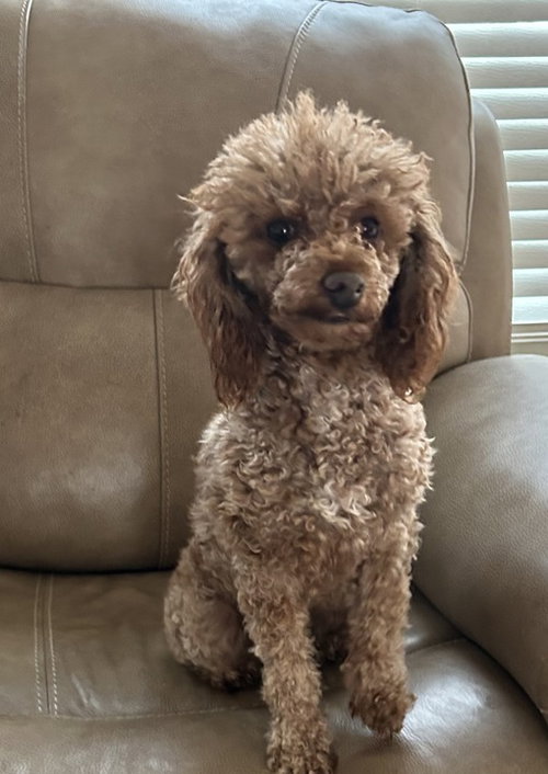 APRICOT SEP 25 - IN FOSTER IN ROCKY MOUNT, NC - Poodle (Miniature) available for adoption