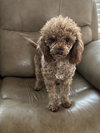 Apricot Sep 25 - In Foster In Rocky Mount, NC - Photo 3