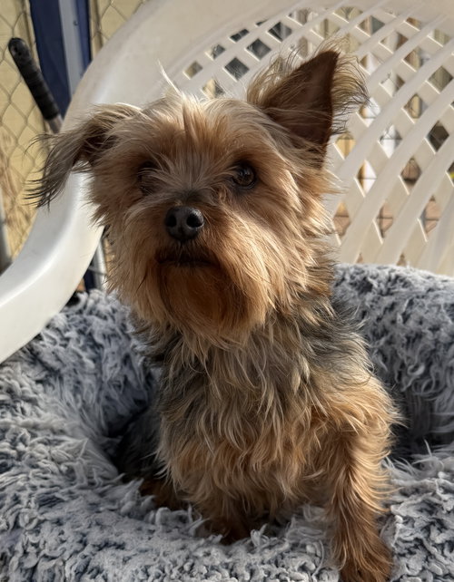 GINNY SEP 25 - Yorkshire Terrier Yorkie available for adoption