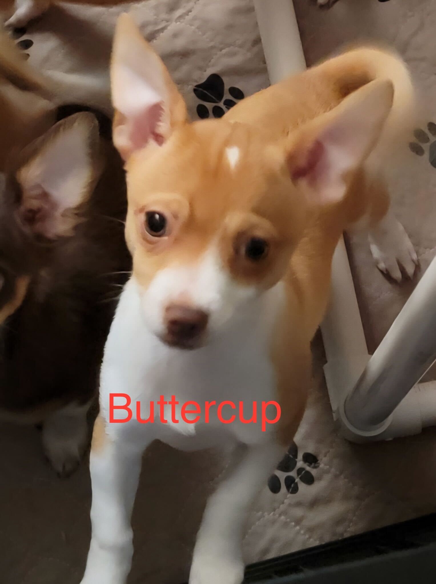 Photo 4 of 4 — Buttercup Jul 25 - A Gigi Pup