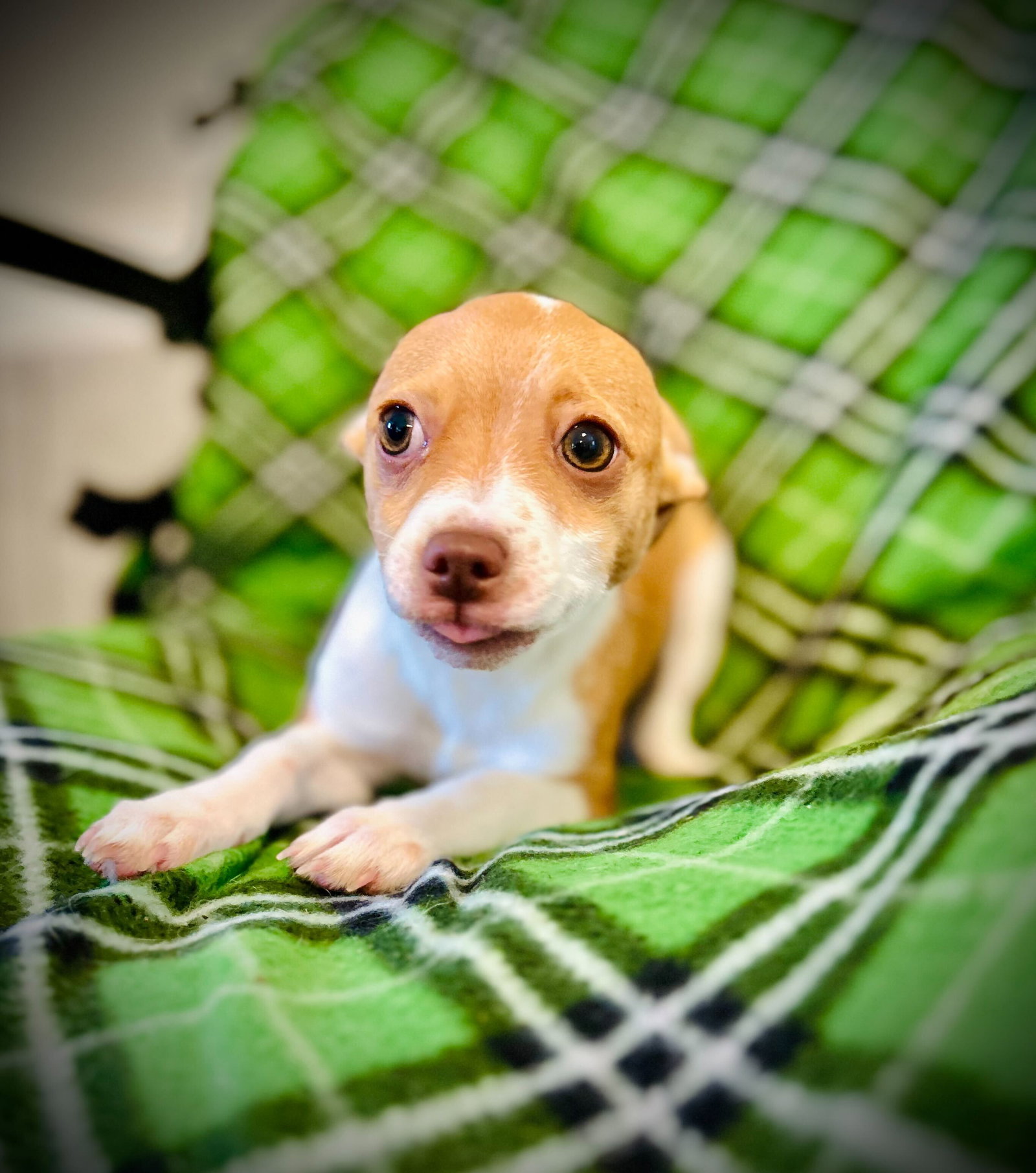 Photo 2 of 4 — Buttercup Jul 25 - A Gigi Pup