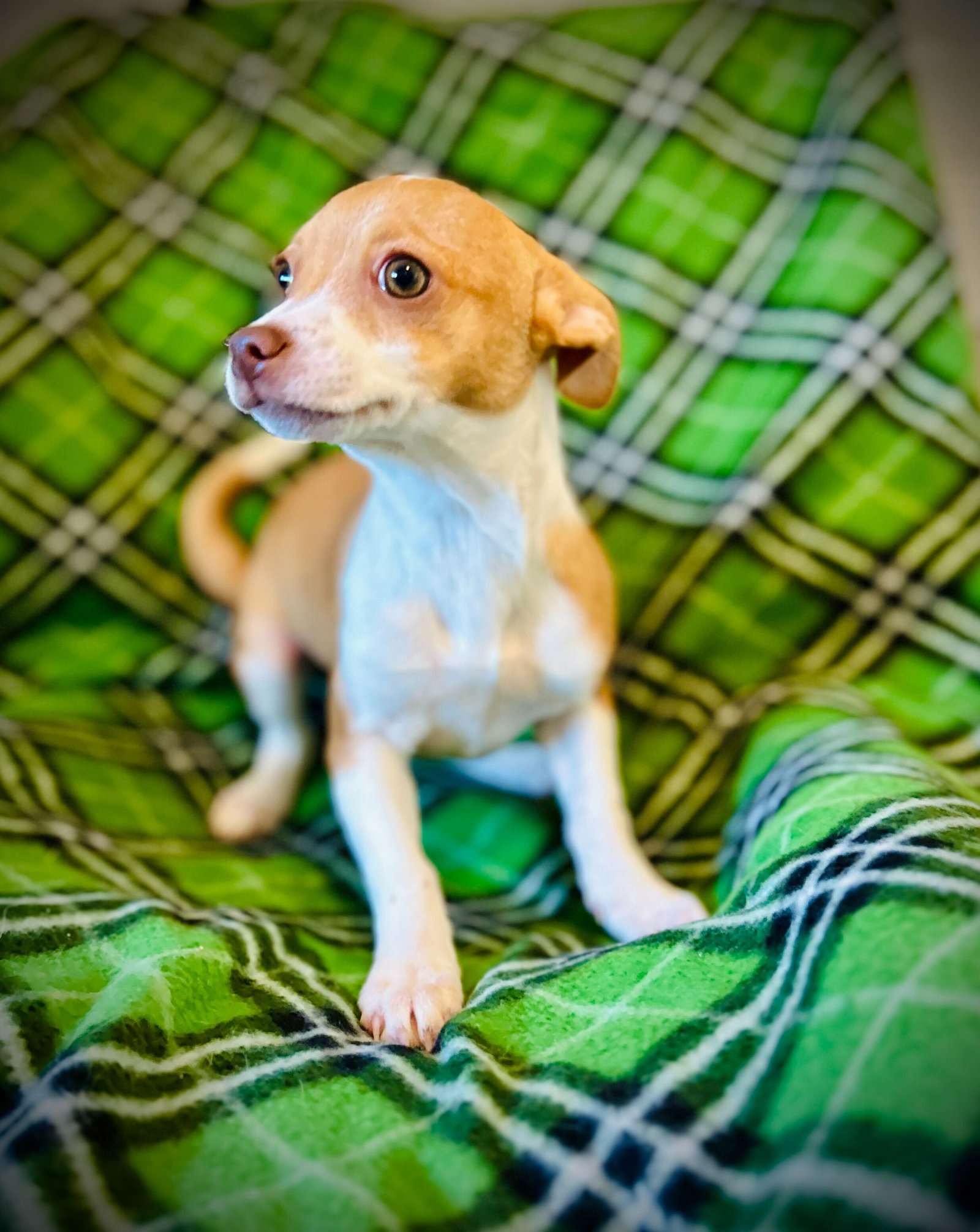 Photo 3 of 4 — Buttercup Jul 25 - A Gigi Pup