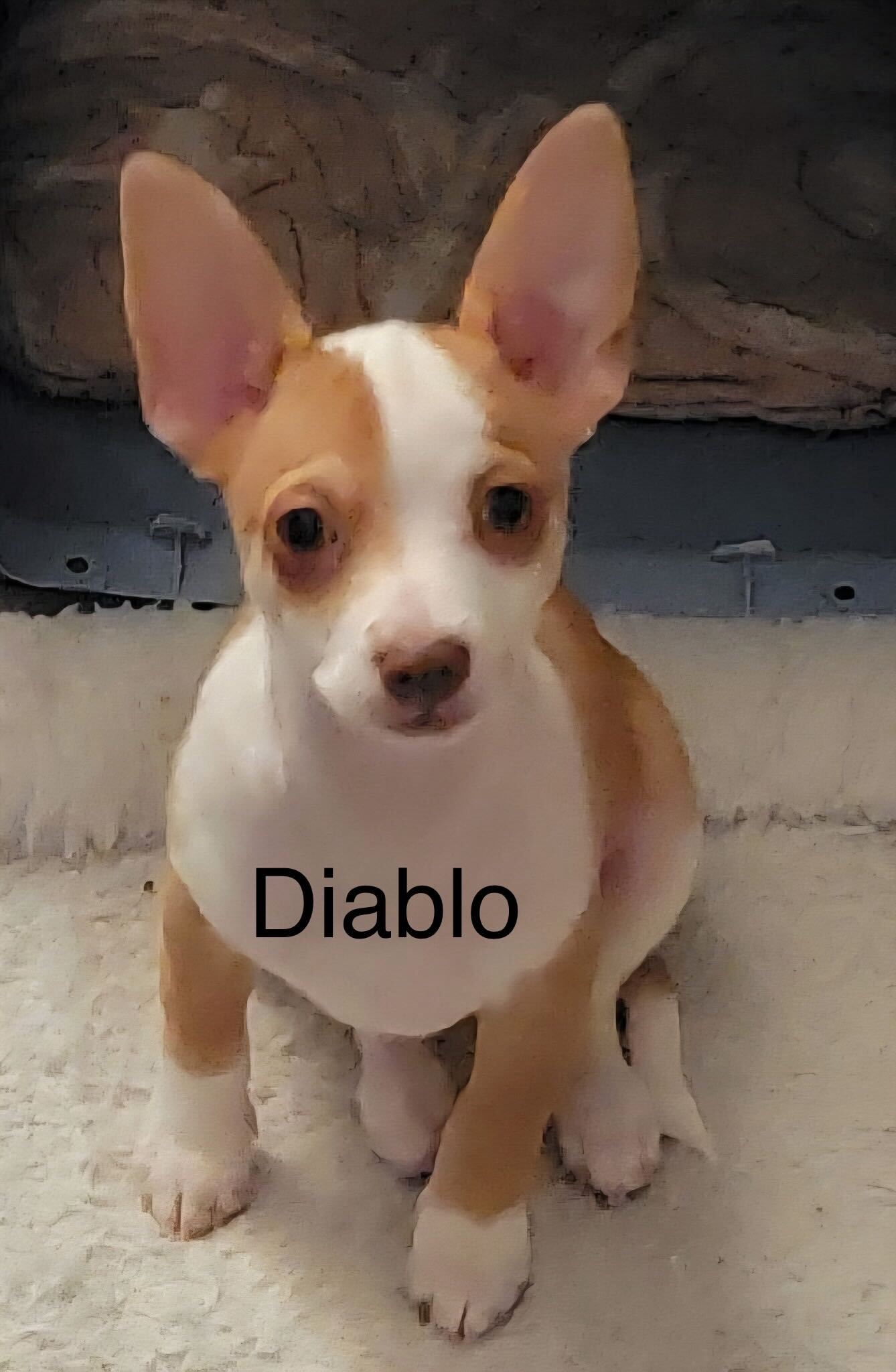 Dog Image