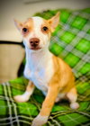 Diablo Jul 25 - A Gigi Pup - Photo 1