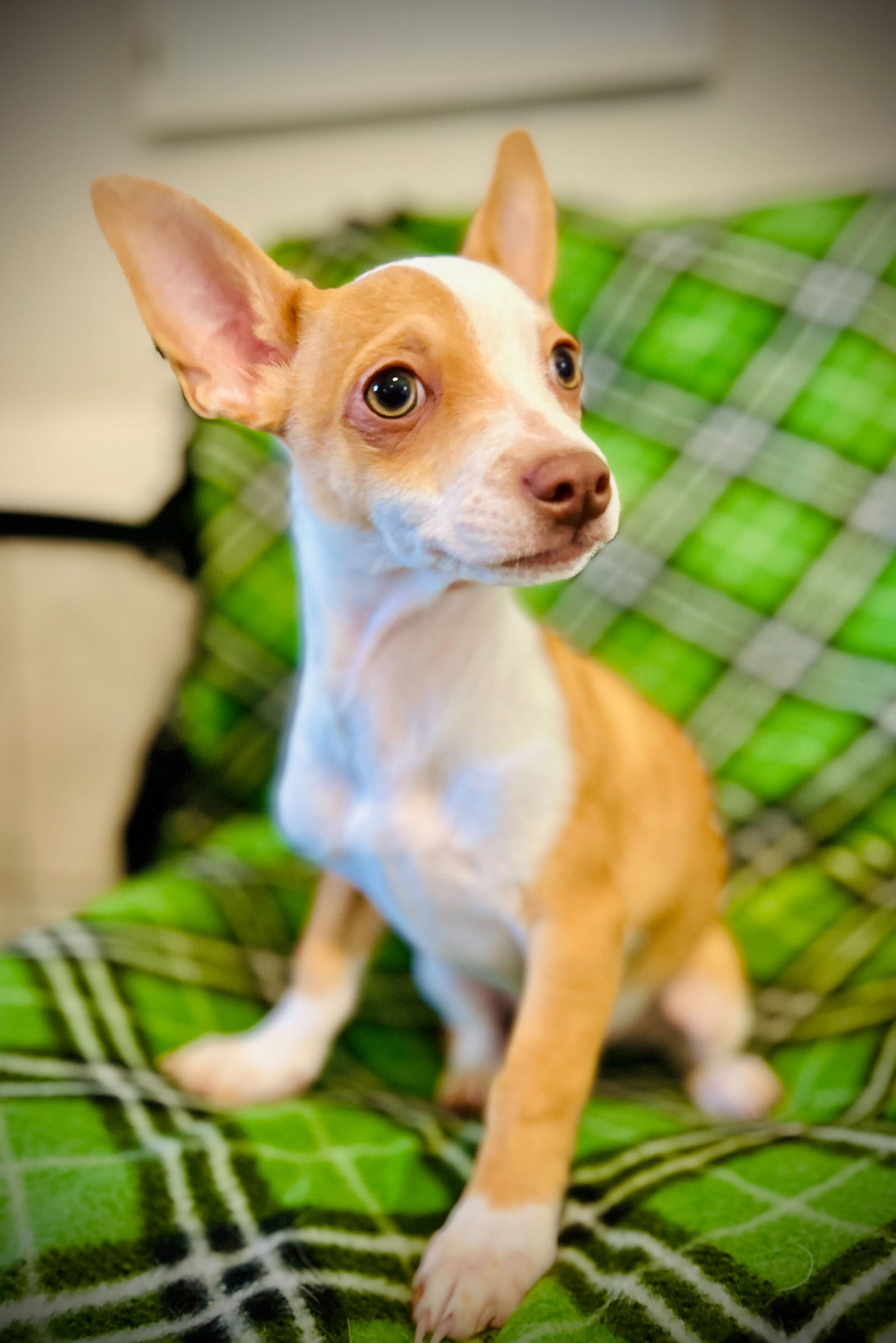 Dog Image