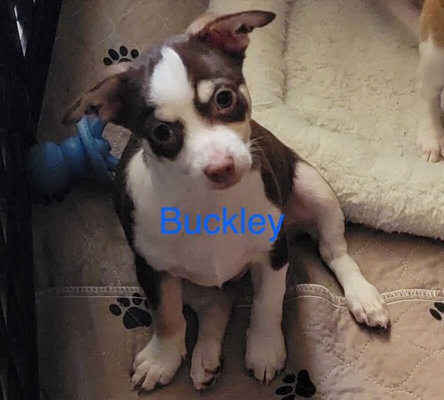 Photo 4 of 4 — Buckley Jul 25 - A Gigi Pup