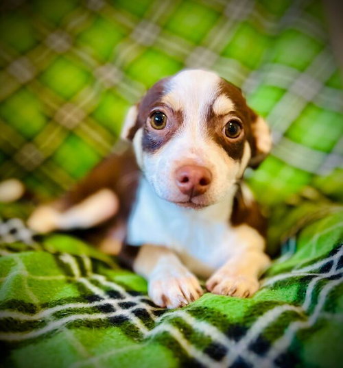 picture of the dog needing adoption