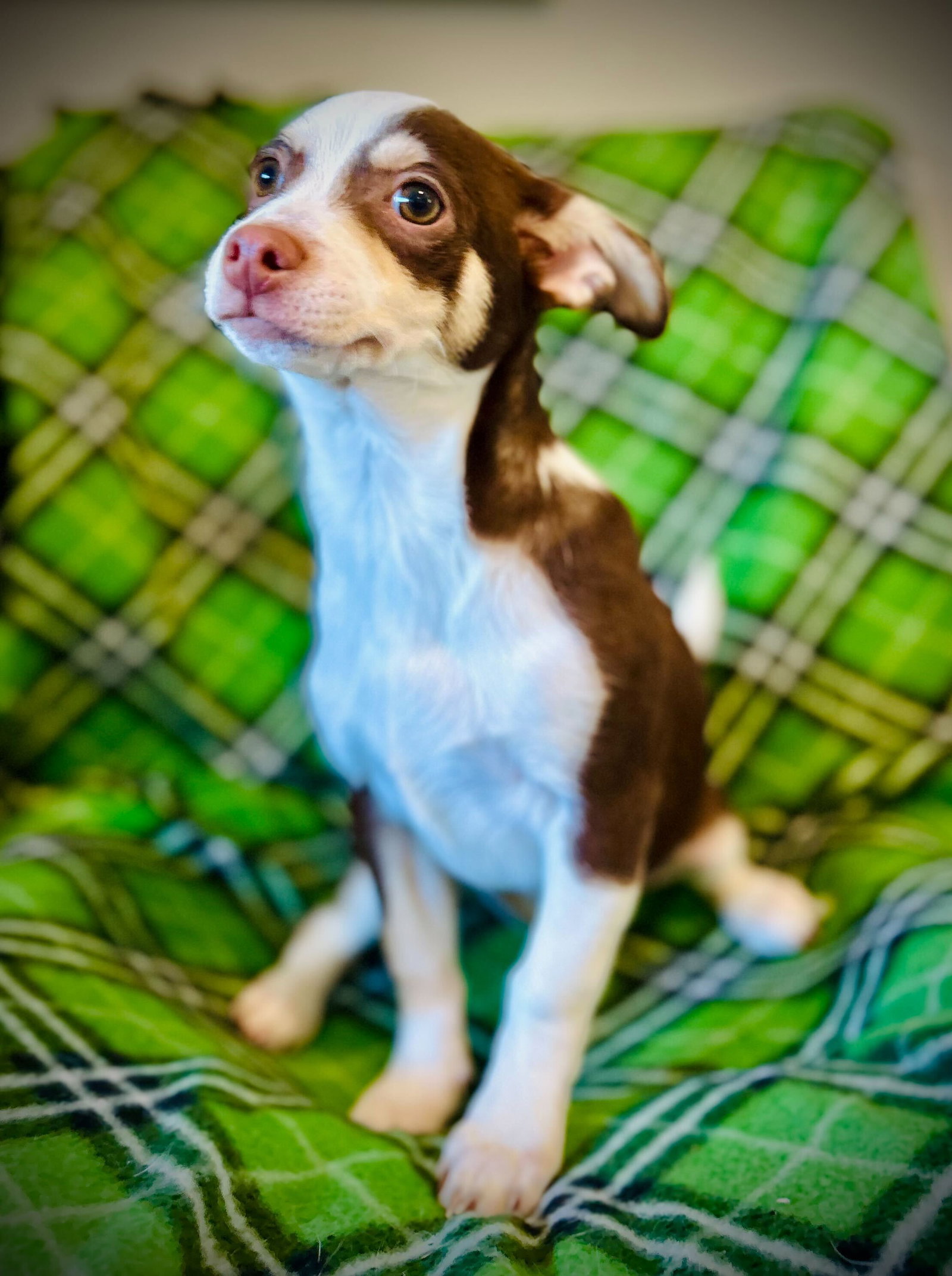 Photo 3 of 4 — Buckley Jul 25 - A Gigi Pup