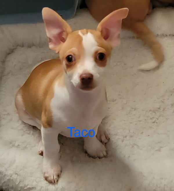 Taco Jul 25 - A Gigi Pup