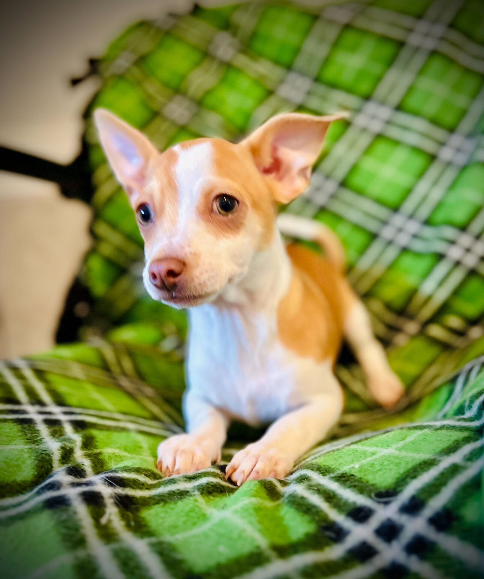 <strong> Taco Jul 25 - A Gigi Pup</strong> <br/> <small>Chihuahua / Mixed (short coat)</small>