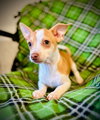Taco Jul 25 - A Gigi Pup - Photo 1