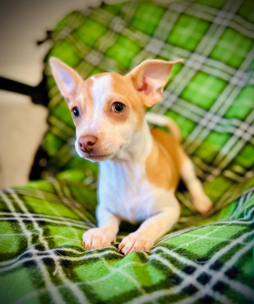 picture of the dog needing adoption