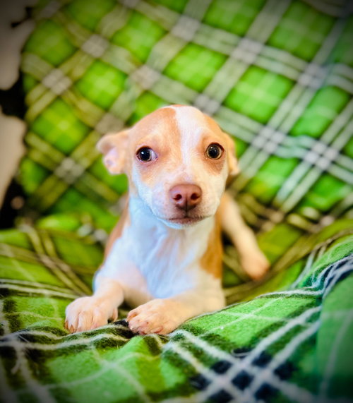 TACO JUL 25 - A GIGI PUP - Chihuahua available for adoption