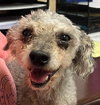 Bean Oct 25 - In Foster In Rocky Mount, NC - Photo 3