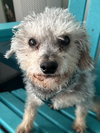 Bean Oct 25 - In Foster In Rocky Mount, NC - Photo 1