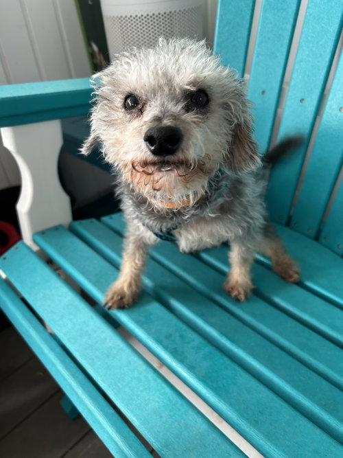 BEAN OCT 25 - IN FOSTER IN ROCKY MOUNT, NC - Poodle (Miniature) available for adoption