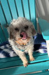 Bean Oct 25 - In Foster In Rocky Mount, NC - Photo 4