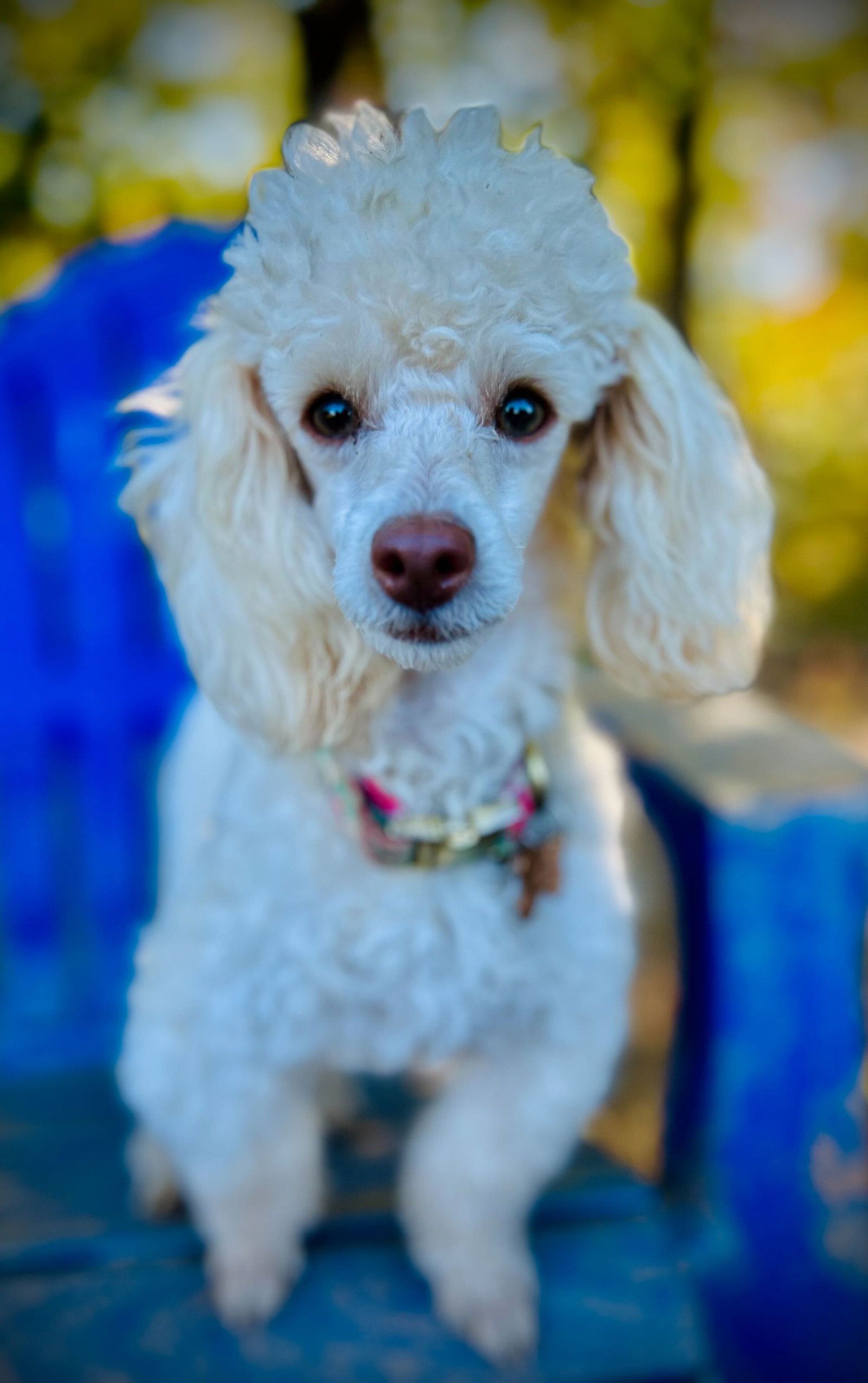Photo 2 of 5 — Lainey Oct 25