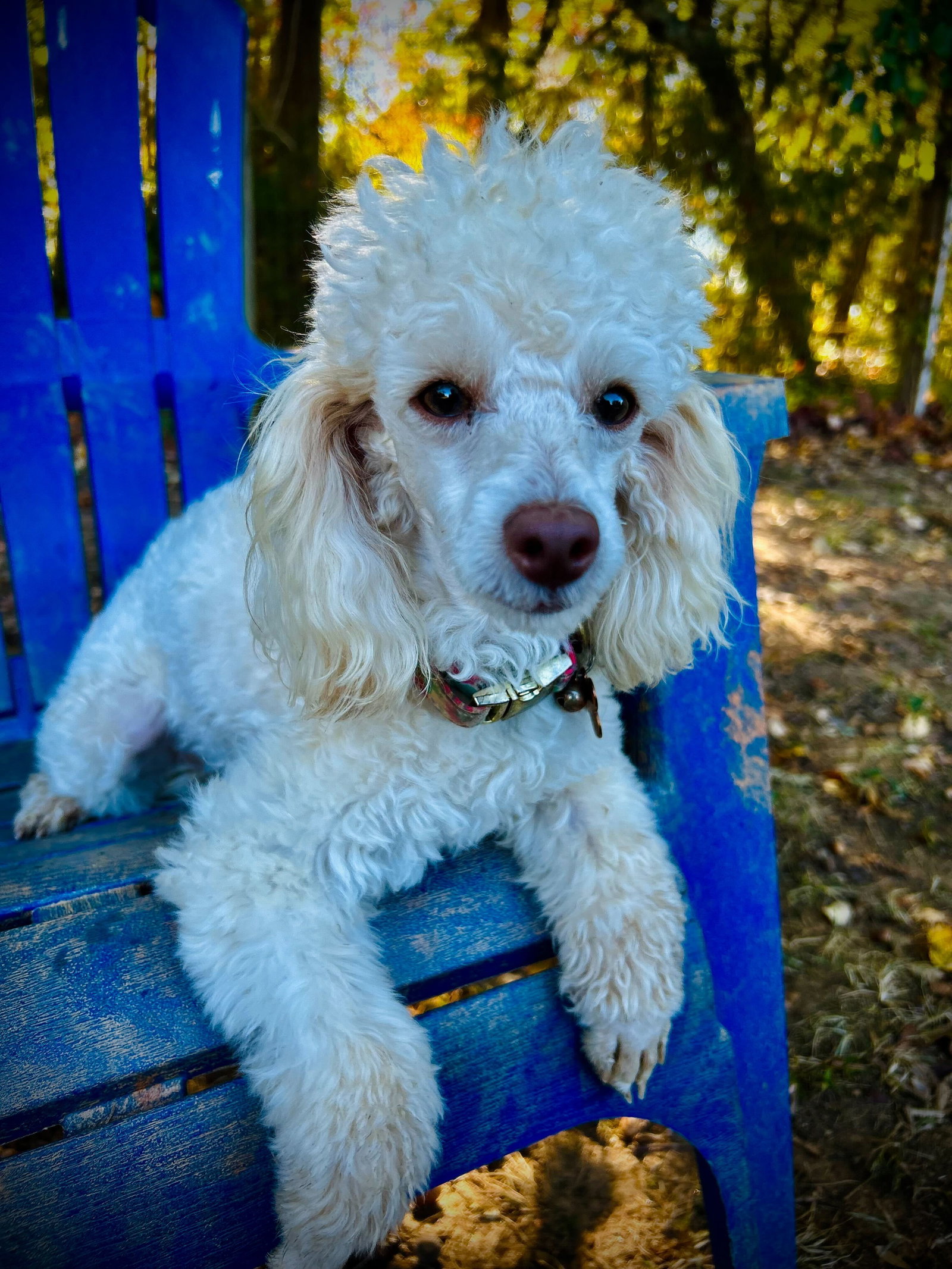 Photo 4 of 5 — Lainey Oct 25