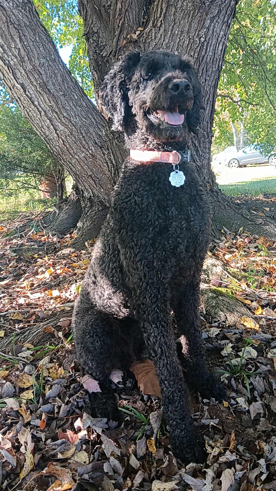 Photo 4 of 8 — Maggie Oct 25 - In Foster in Garner NC