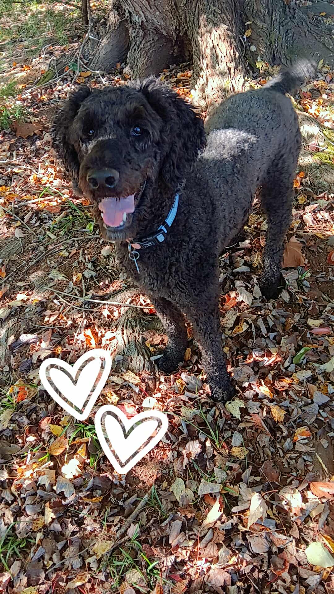 Photo 5 of 8 — Maggie Oct 25 - In Foster in Garner NC