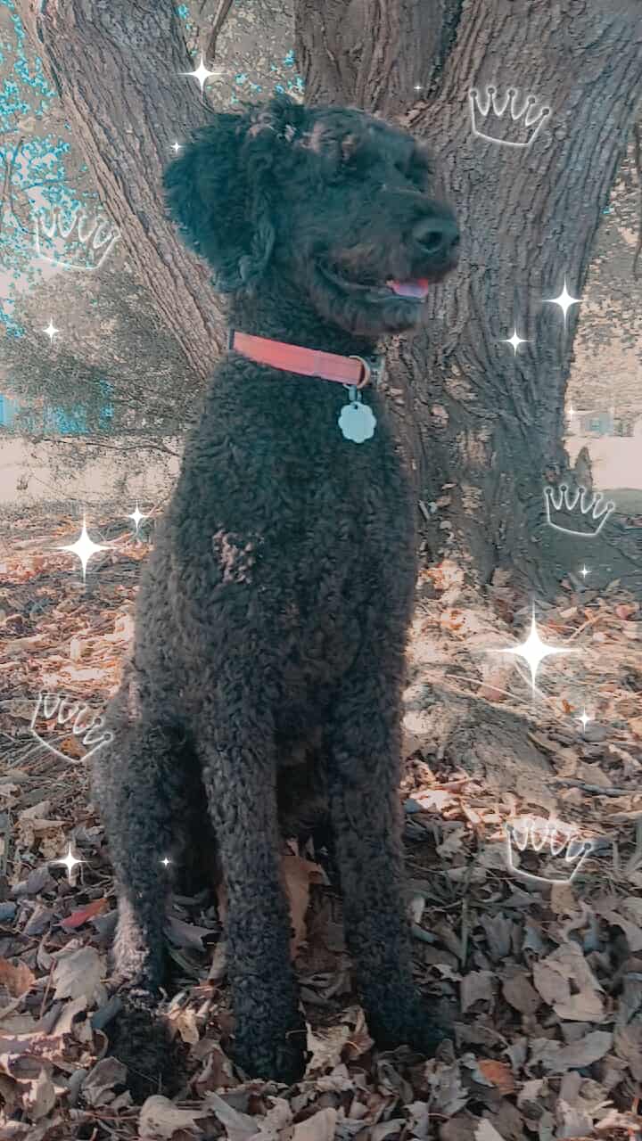 Photo 6 of 8 — Maggie Oct 25 - In Foster in Garner NC
