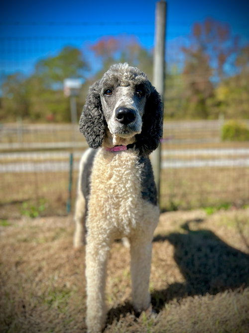 picture of the dog needing adoption