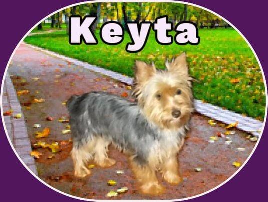 Dog Image