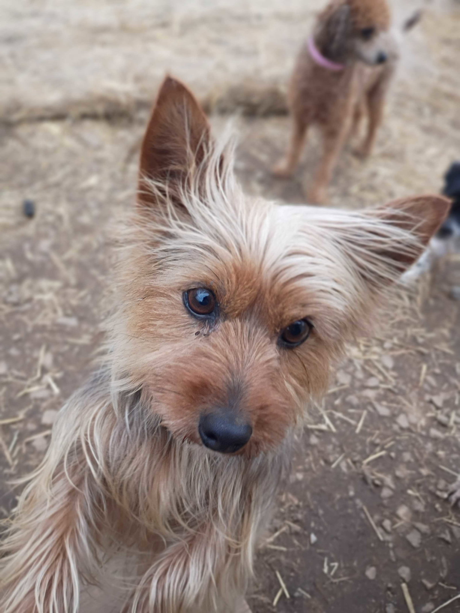 Dog Image