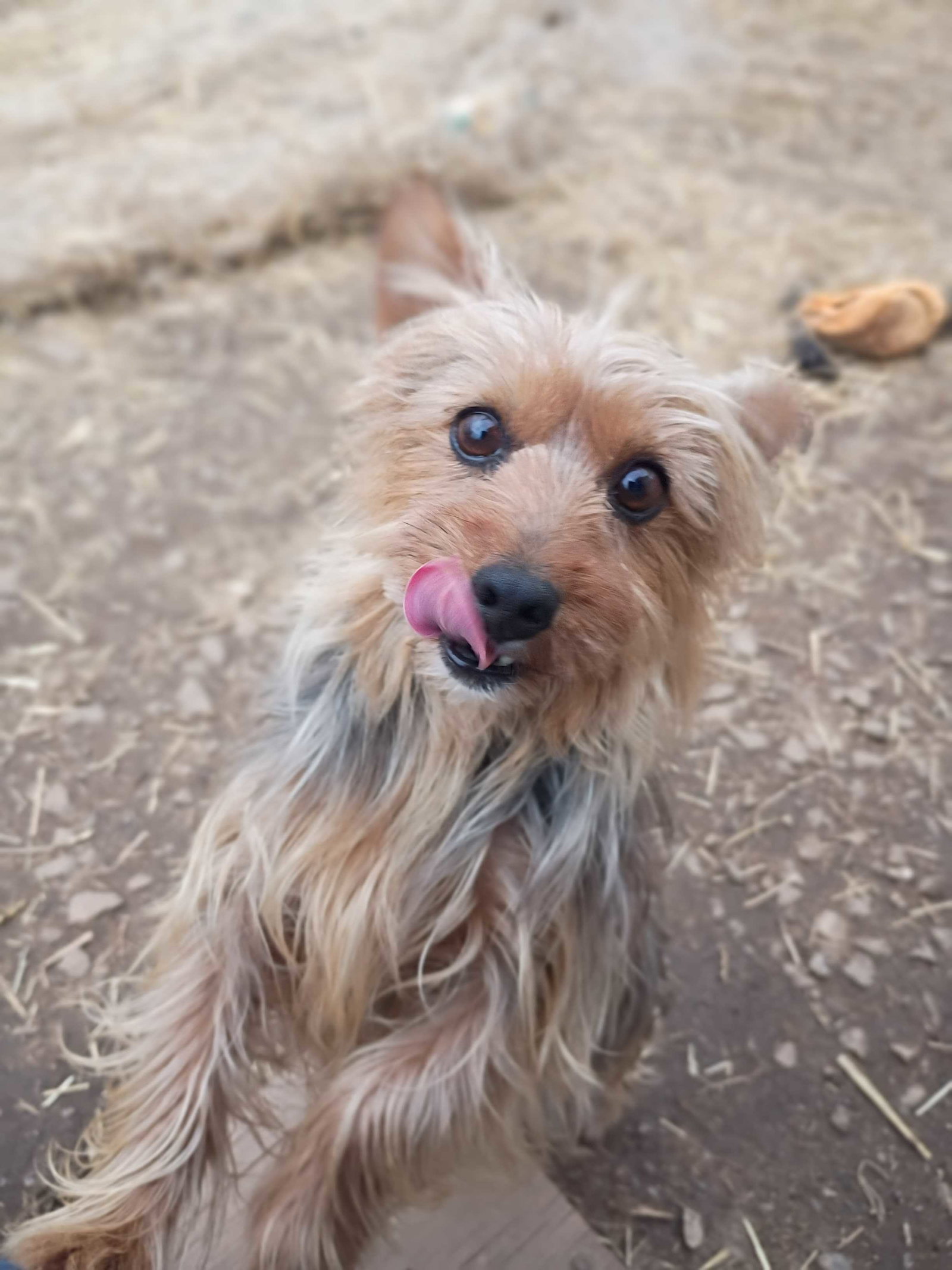 Dog Image