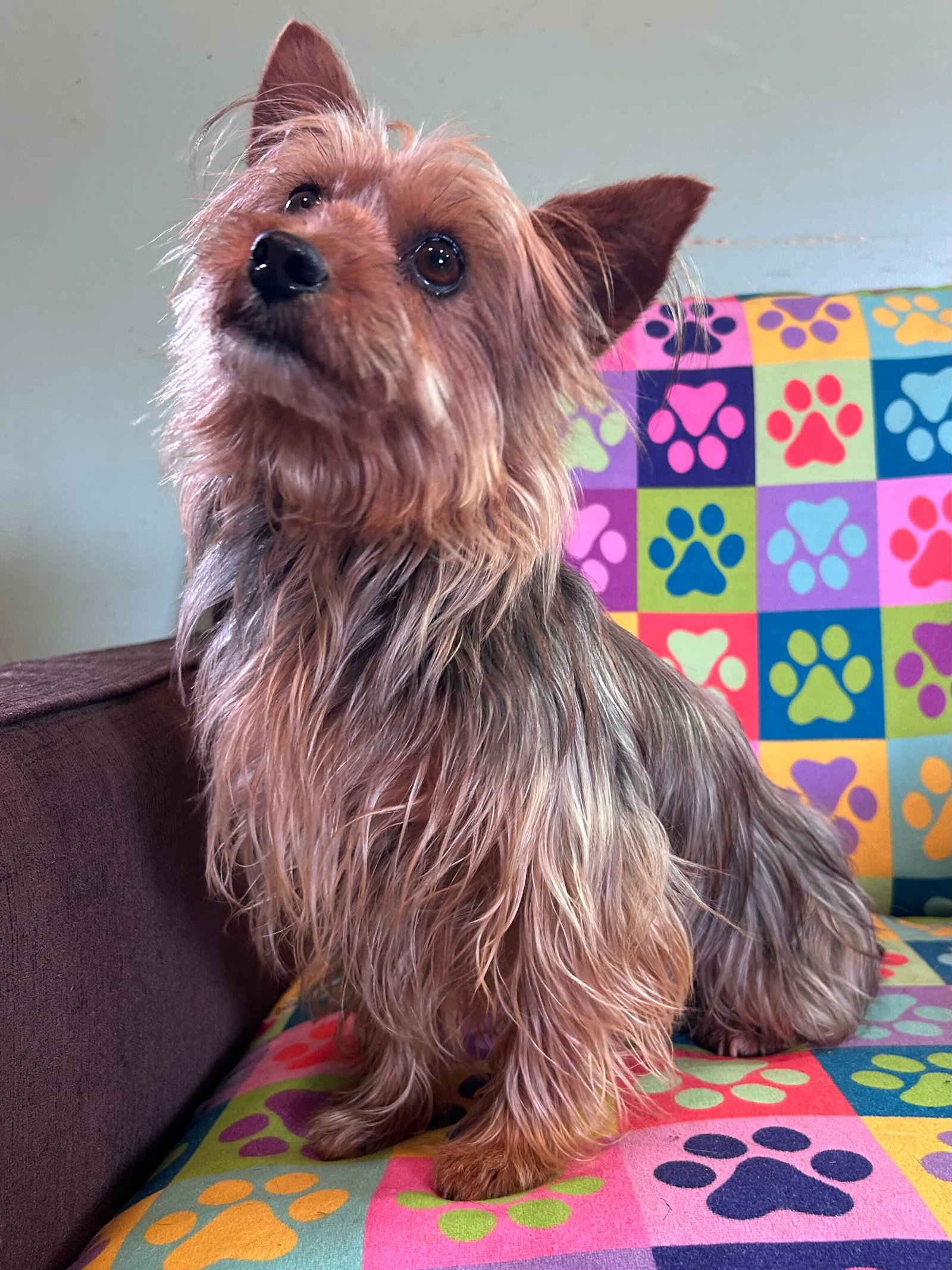 Dog Image