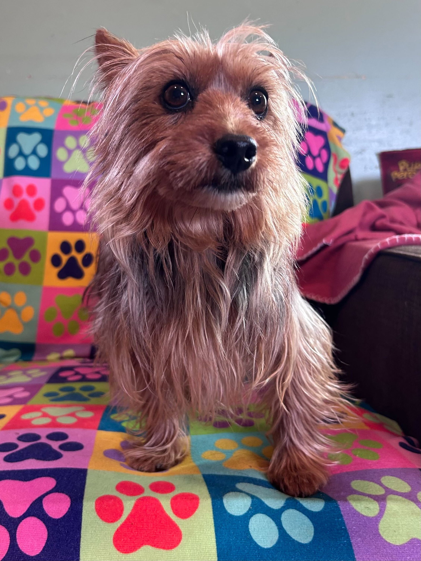 Dog Image