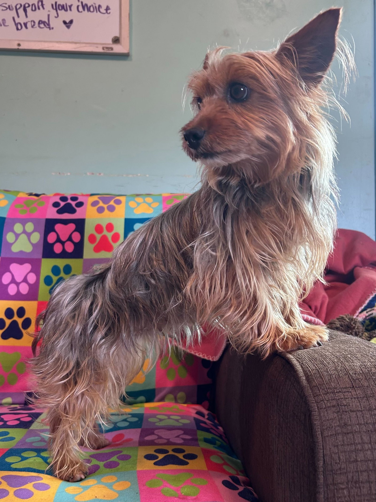 Dog Image