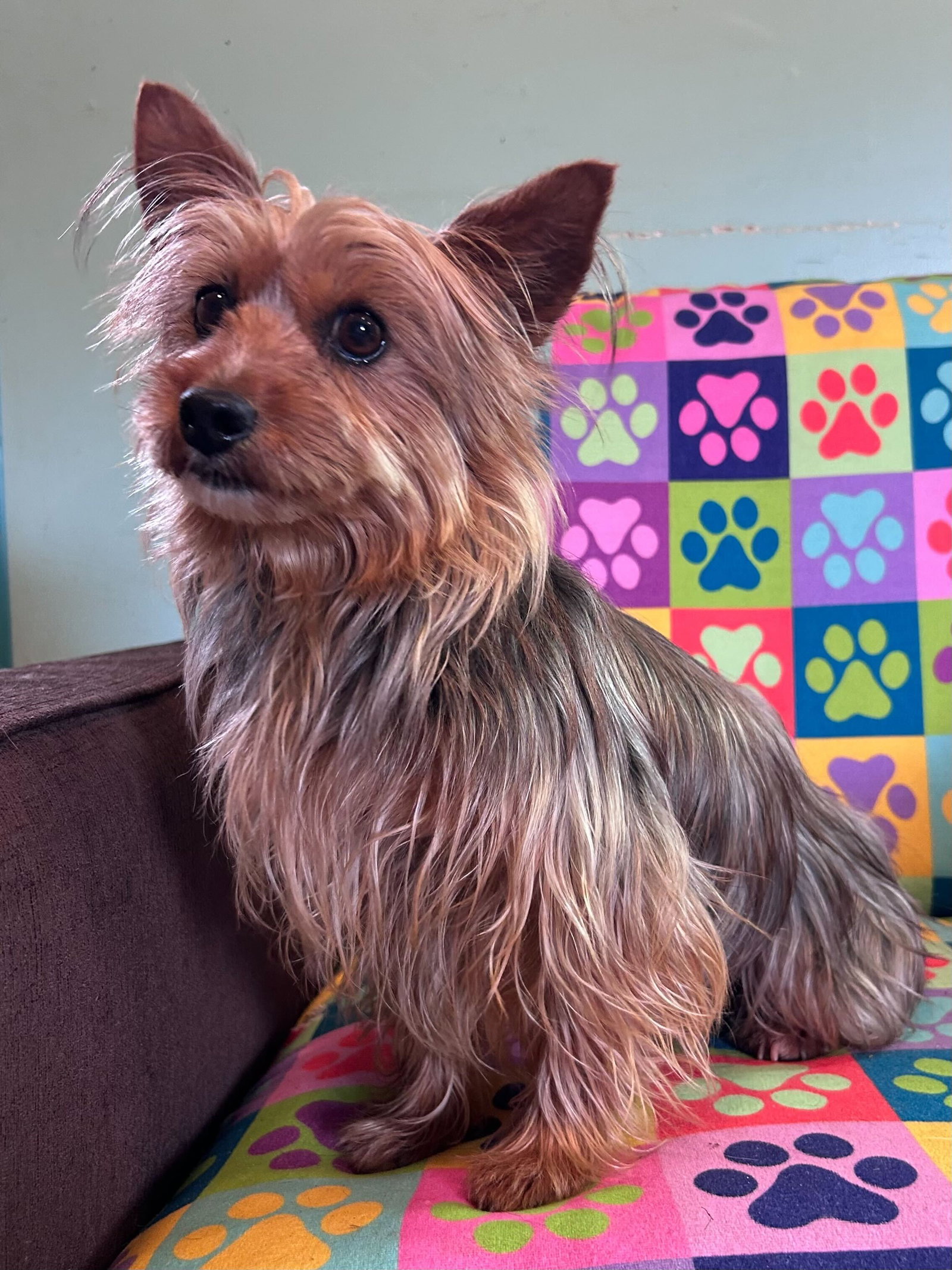 Dog Image