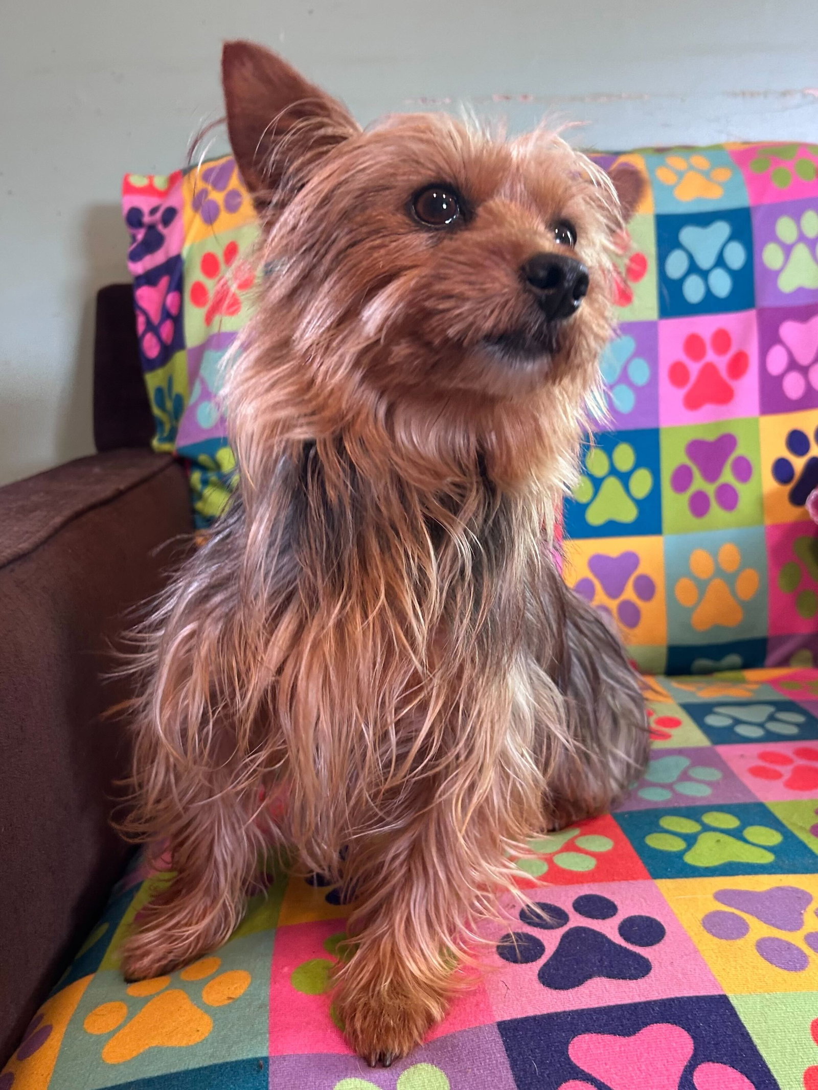 Dog Image