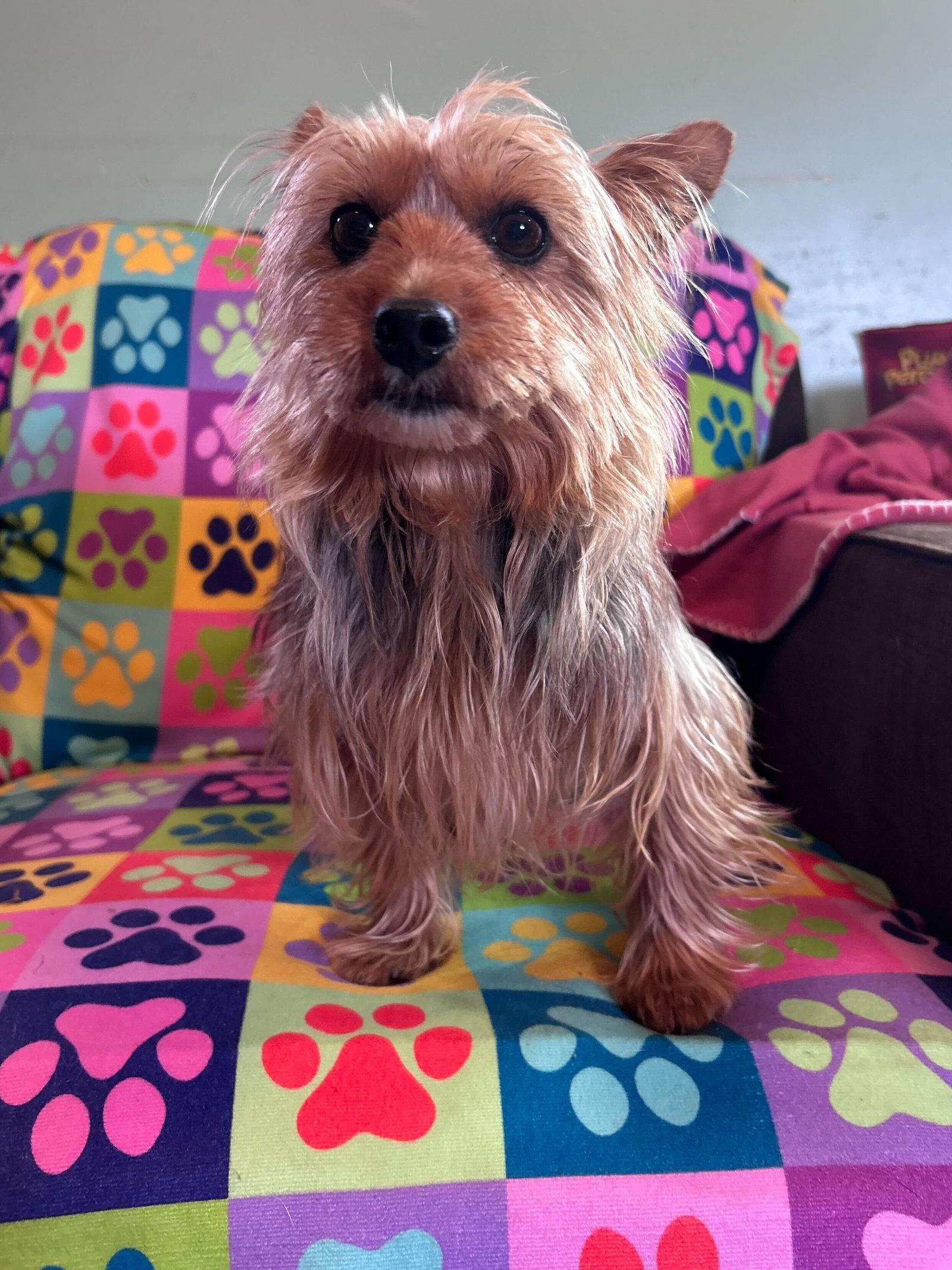 Dog Image