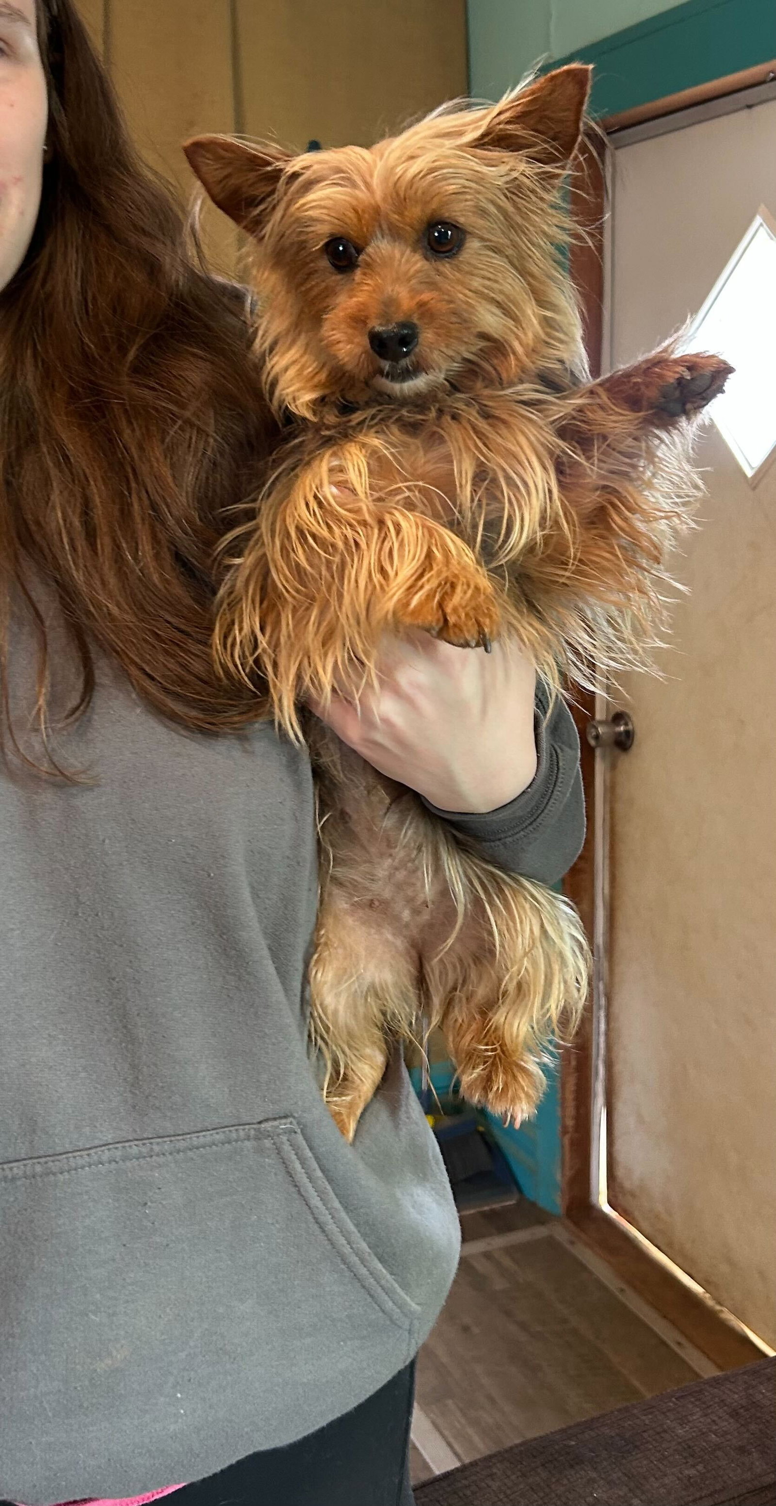 Dog Image