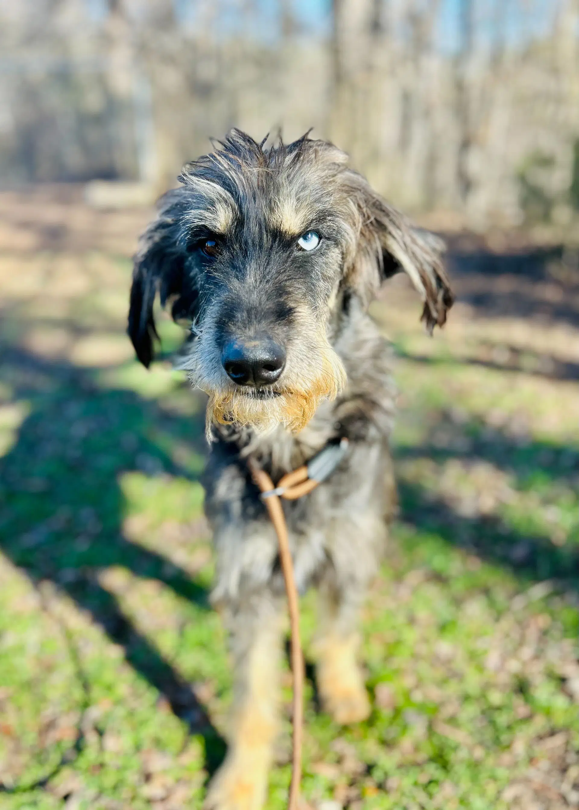 Zaire Oct - Poodle (Standard)