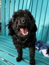 Goldberg Oct 25 - In Foster In Rocky Mount, NC - Photo 1