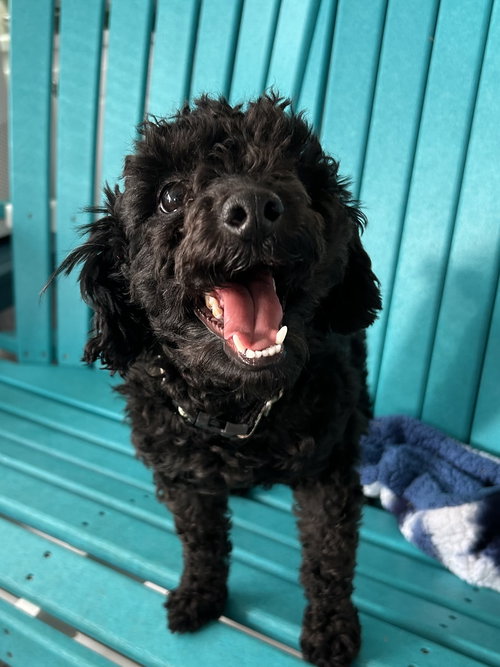 GOLDBERG OCT 25 - IN FOSTER IN ROCKY MOUNT, NC - Poodle (Toy) available for adoption