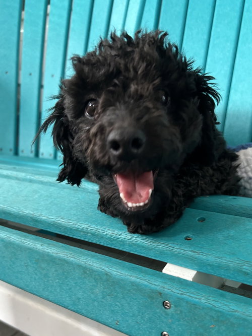 GOLDBERG OCT 25 - IN FOSTER IN ROCKY MOUNT, NC - Poodle (Toy) available for adoption