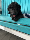 Goldberg Oct 25 - In Foster In Rocky Mount, NC - Photo 4