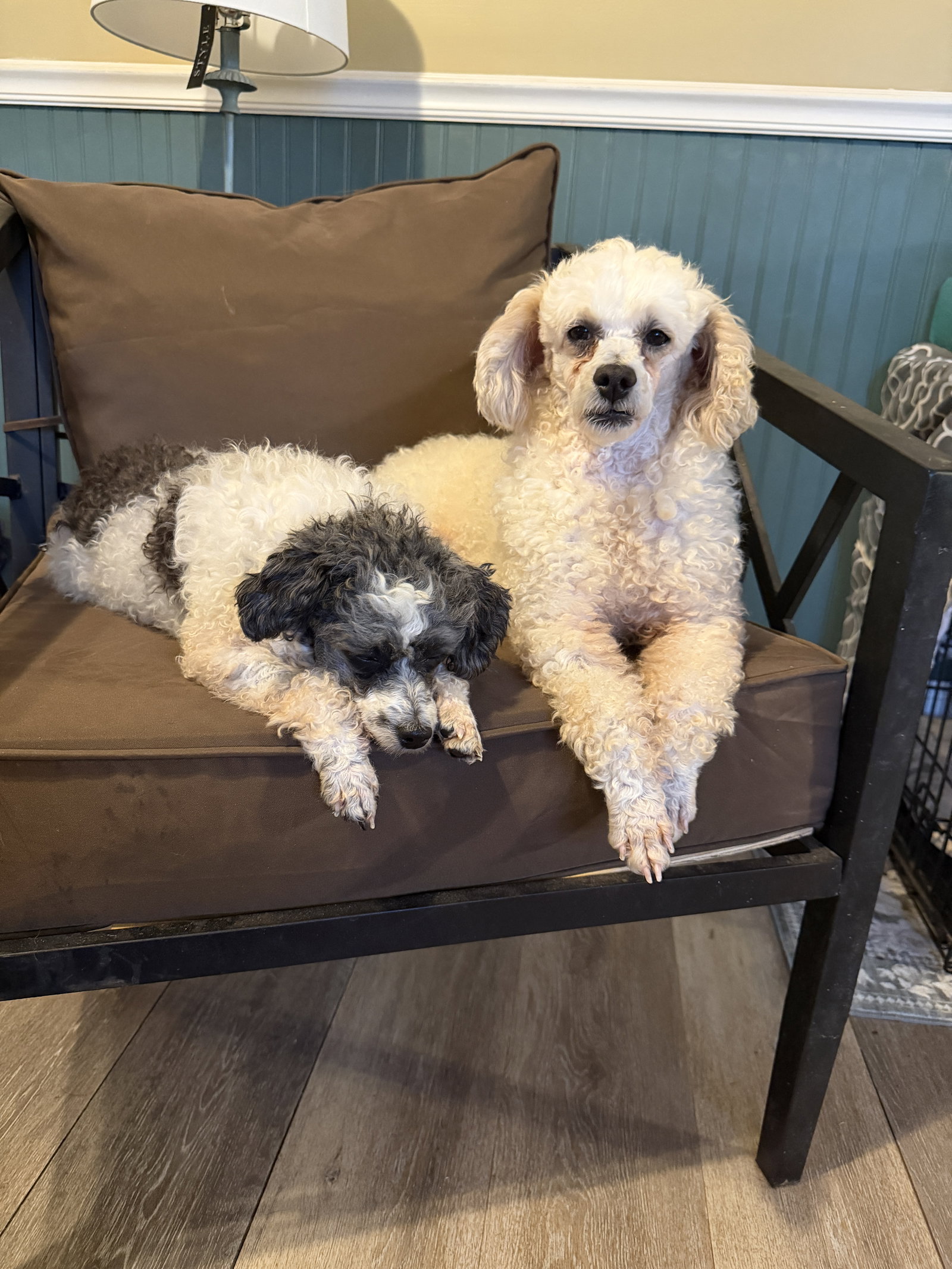Dog Image