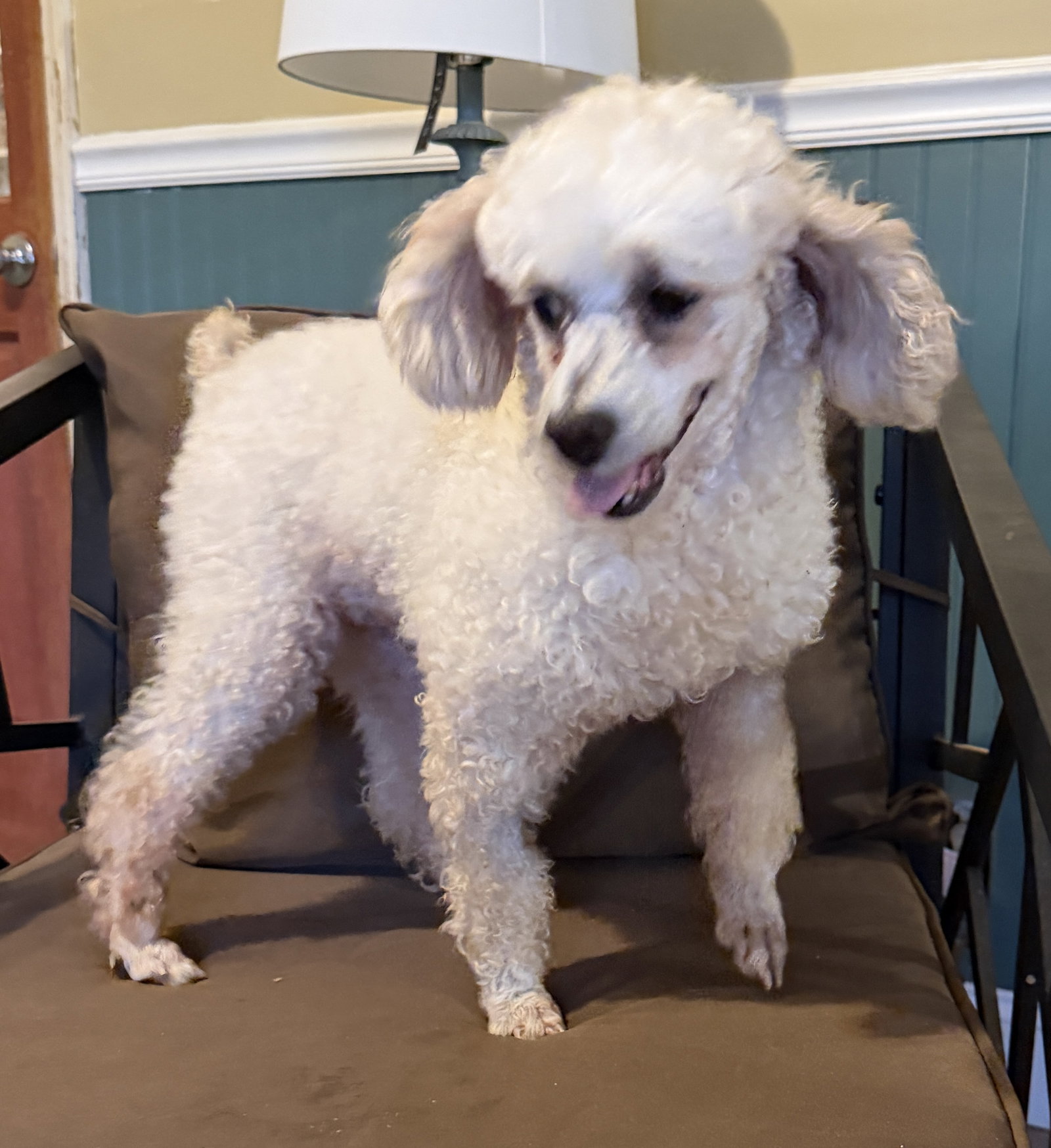 Dog Image