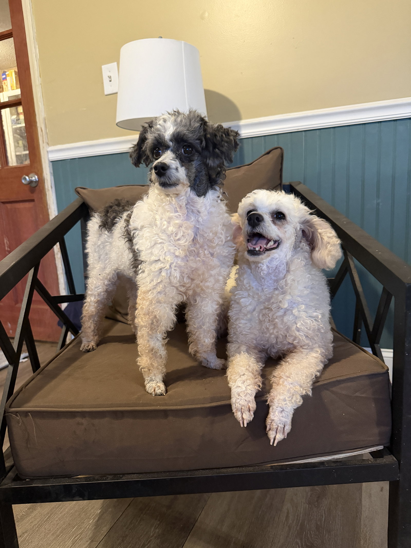 Dog Image