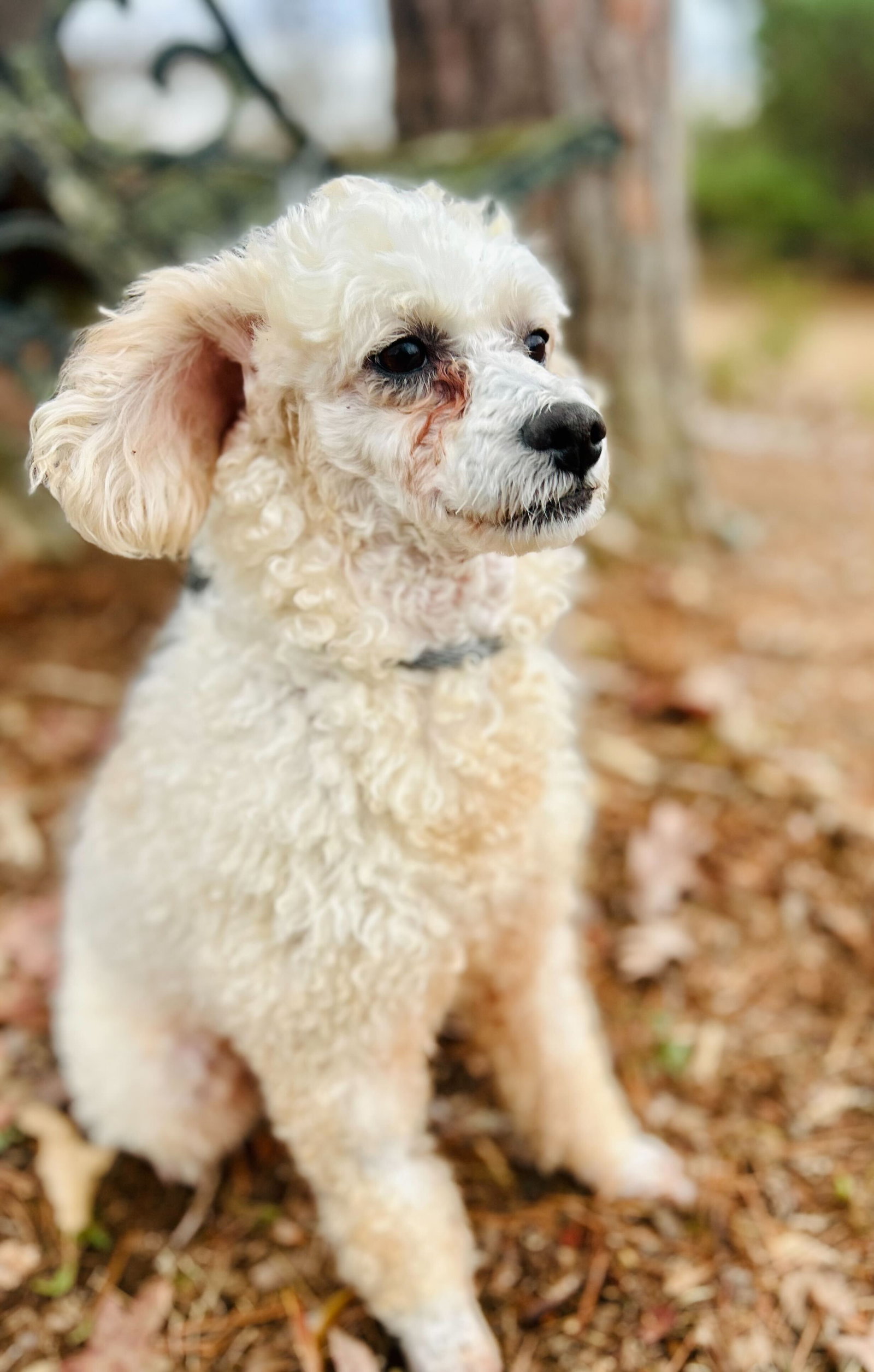 Dog Image