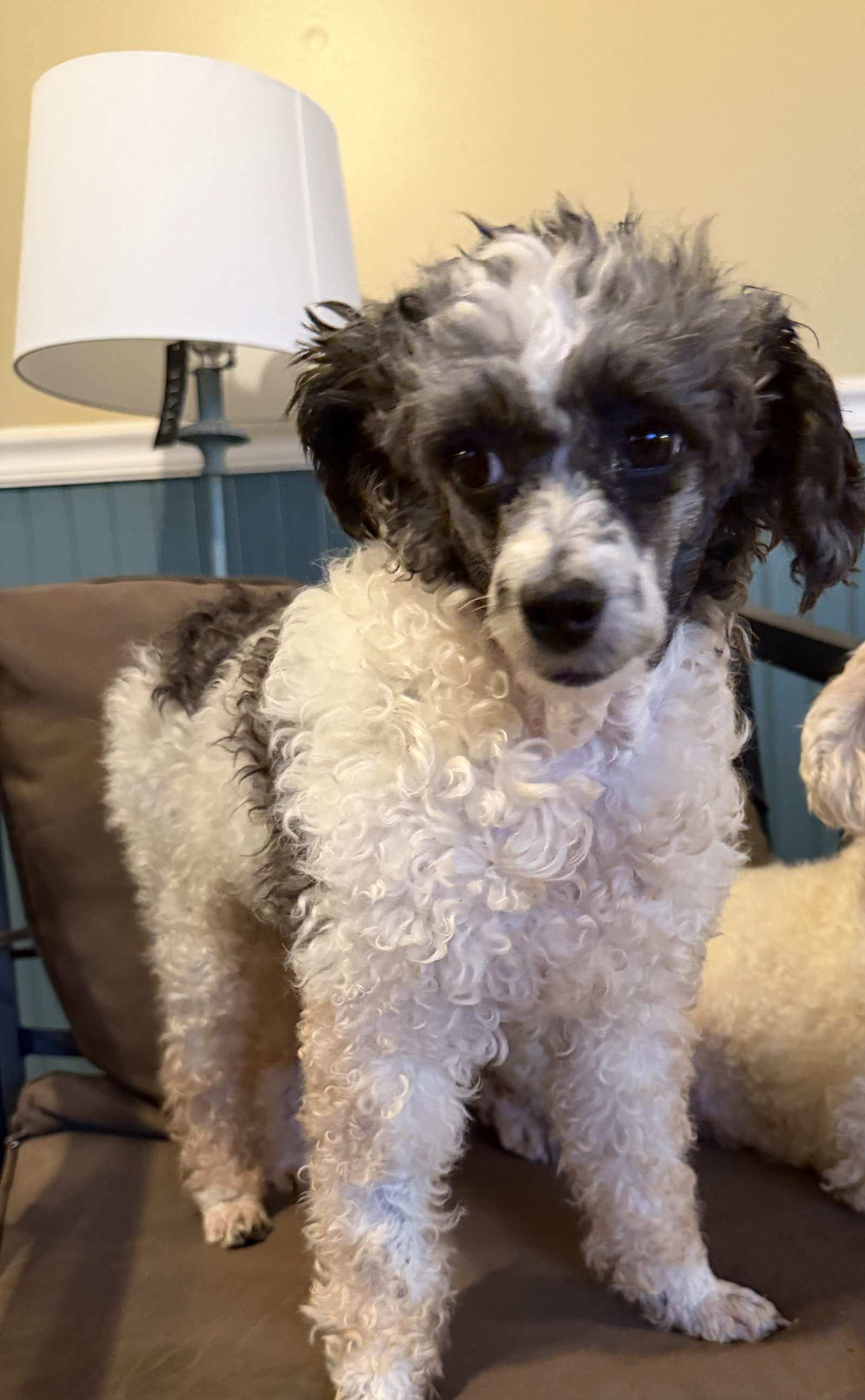 Dog Image