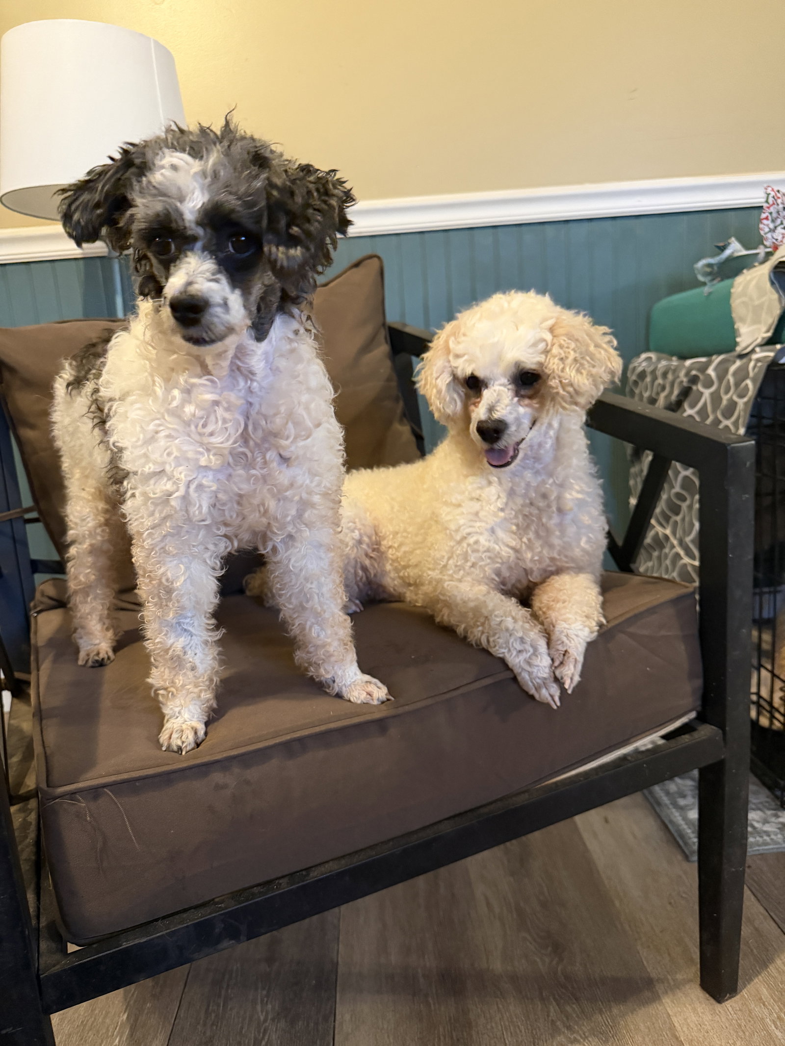 Dog Image